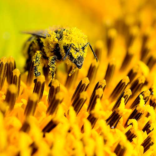 Правильные инсектициды для правильных пчел