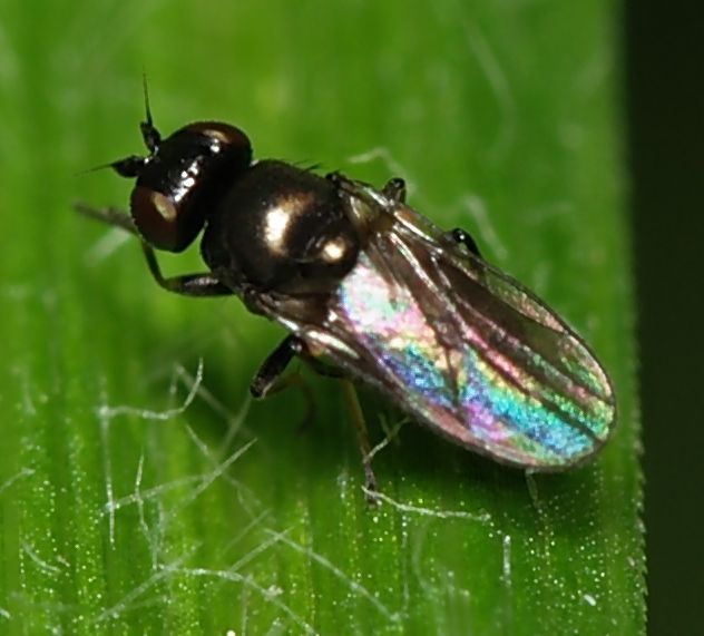 Шведские мухи — овсяная (Oscinellafrit L.)