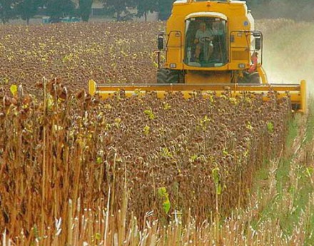 Защита от сырости: Десикация сбережет ваш урожай до последней семечки