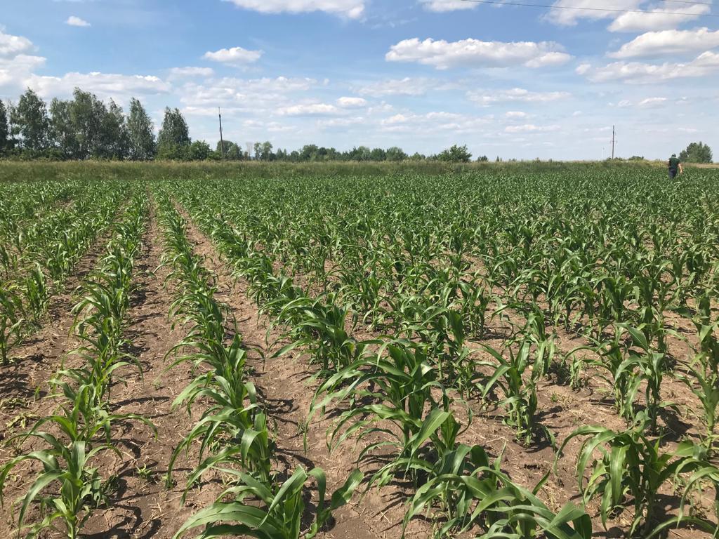 В Республике Мордовия успешно прошел полевой семинар «Кукурузно-зерновой хит 2019». 