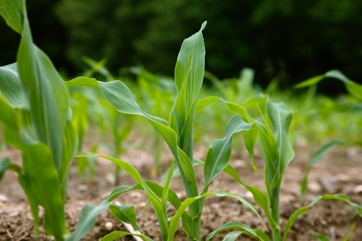 Префект, ВДГ решает проблемы засоренности в посевах кукурузы и картофеля