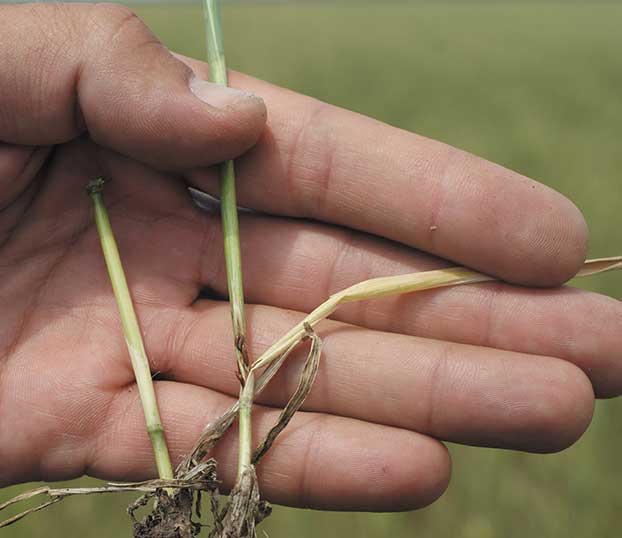 Внутристеблевые вредители зерновых культур выживают на полях с минимальной и нулевой обработкой почвы