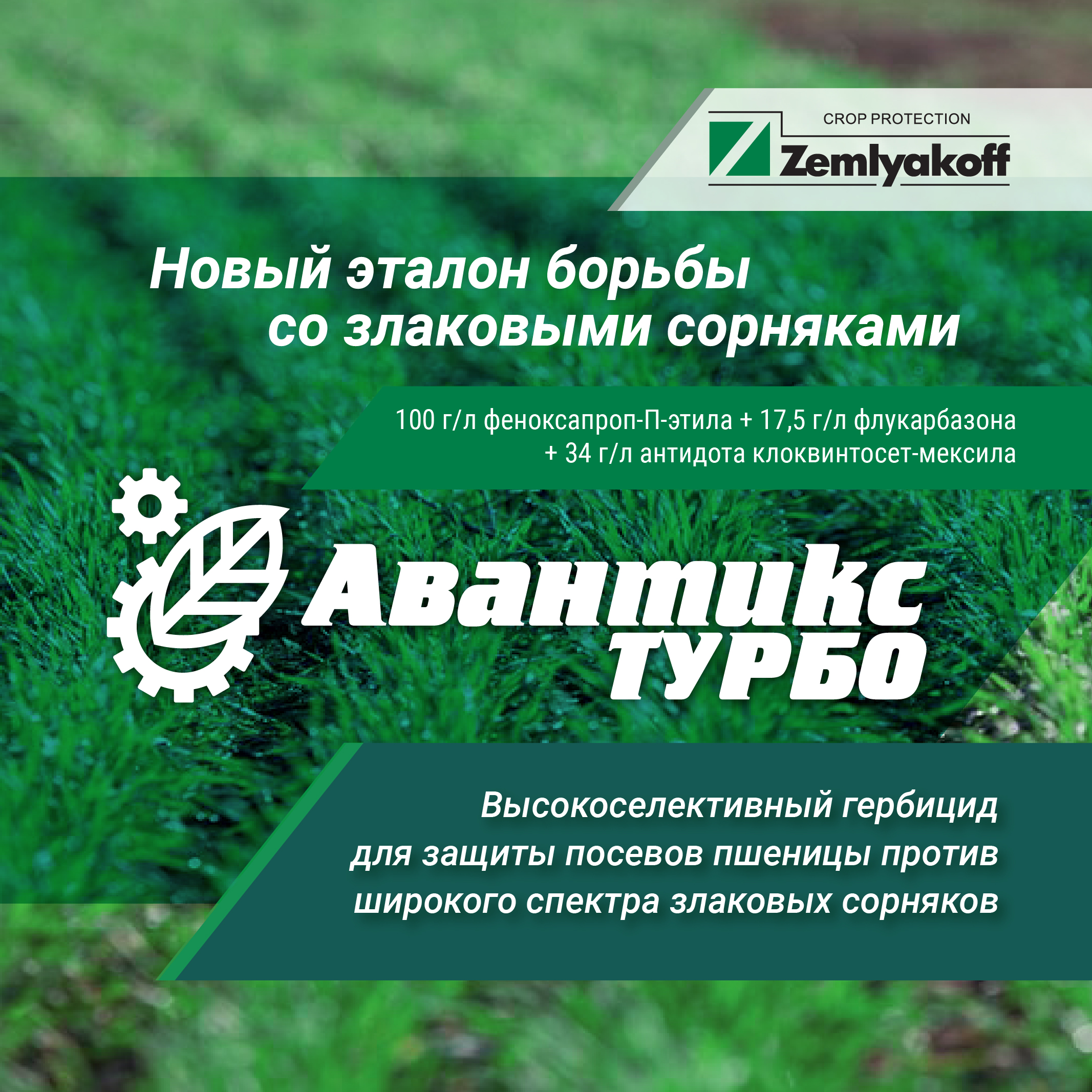Получил регистрацию новый высокоселективный гербицид для защиты пшеницы от злаковых сорняков Авантикс Турбо