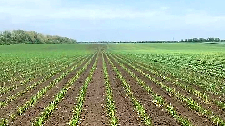 Одно внесение гербицида Модерн Премиум надежно решает проблему с сорняками в посевах кукурузы 