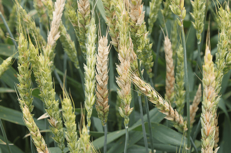 Фузариоз колоса пшеницы: способы борьбы