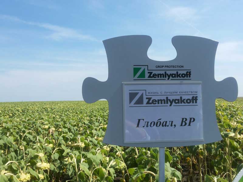 Демонстрационные посевы, обработанные препаратами ZemlyakoFF, показали в Саратовской области