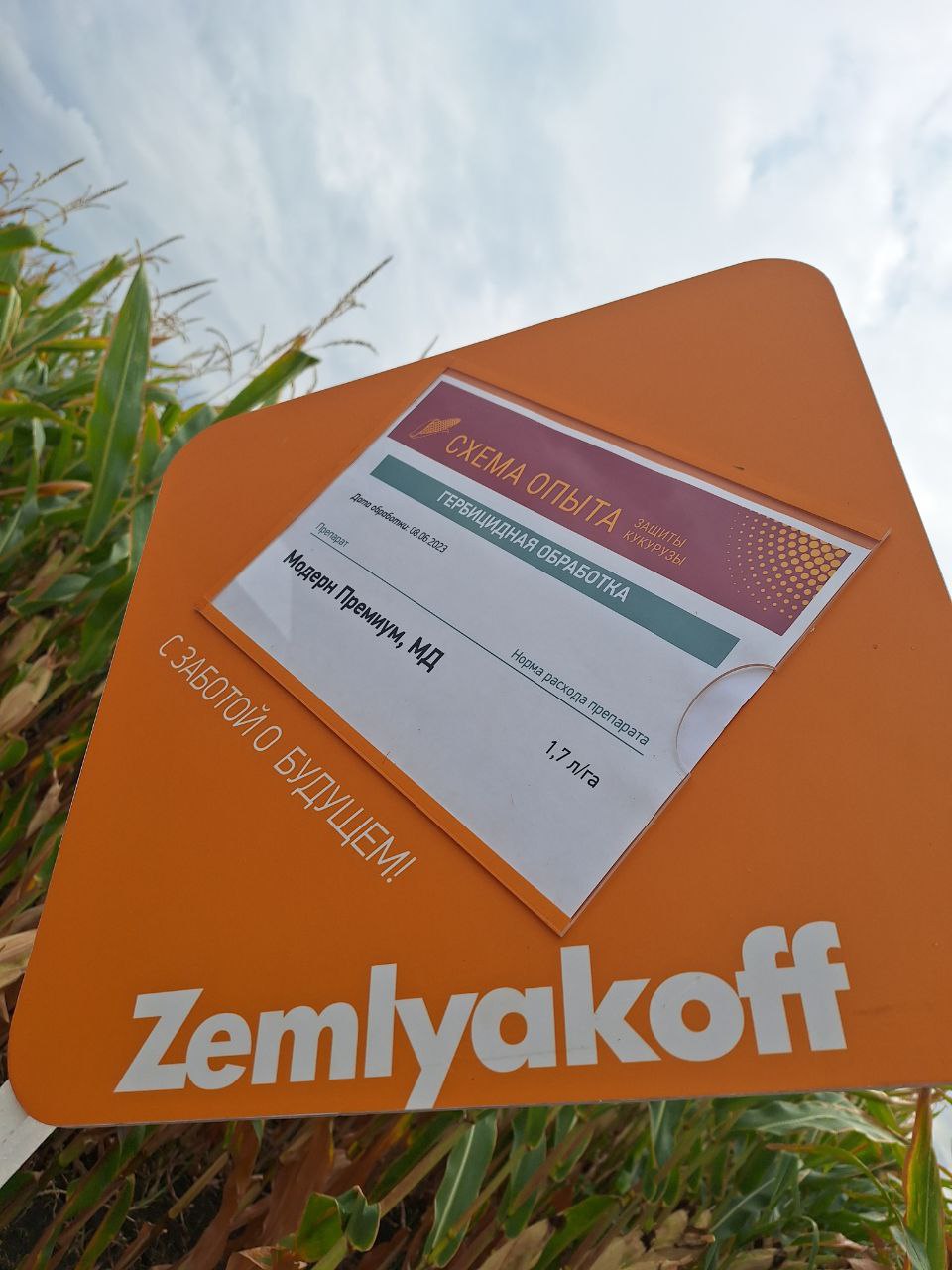 На "Поле Звёзд" представили демопосевы подсолнечника и кукурузы LG, обработанные препаратами ZemlyakoFF