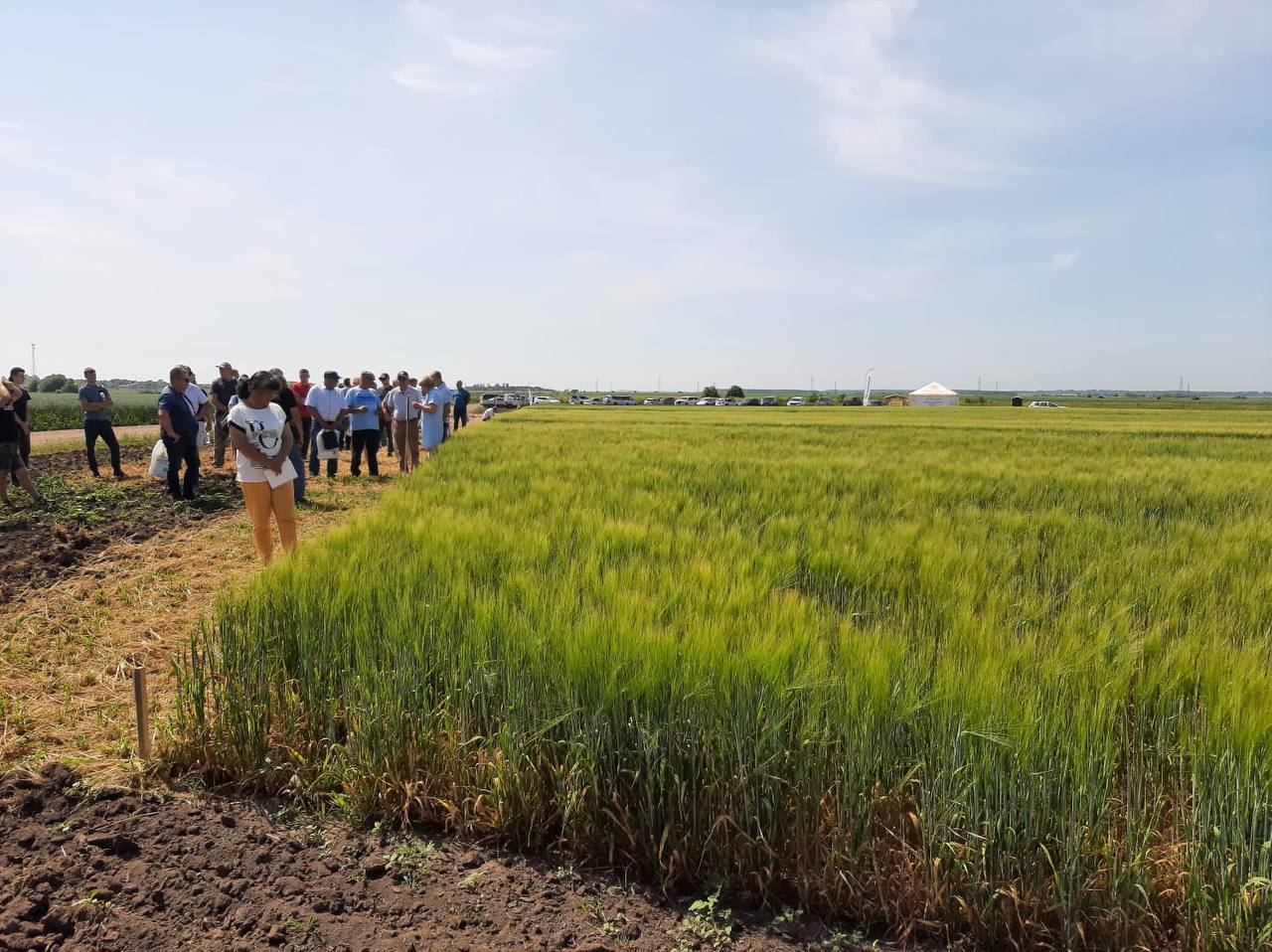 Аграриям Дальневосточного региона представили демопосевы зерновых колосовых культур под защитой ZemlyakoFF