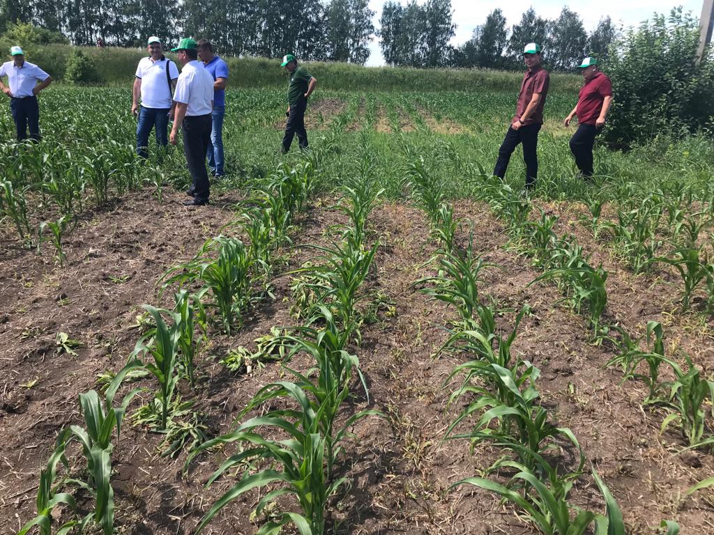 В Республике Мордовия успешно прошел полевой семинар «Кукурузно-зерновой хит 2019». 