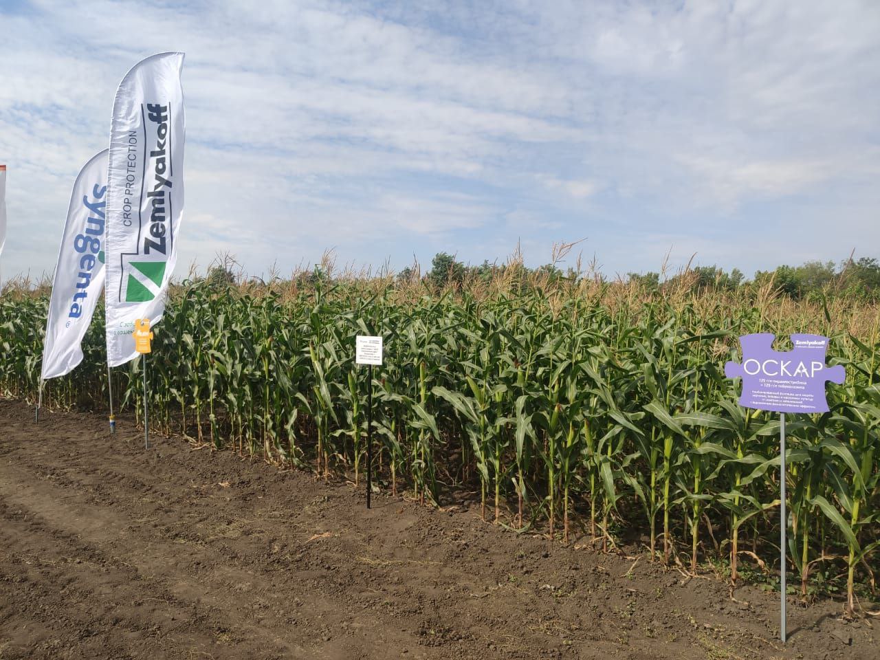 Опыты по системе защиты посевов кукурузы препаратами ZemlyakoFF представили в Пятигорске